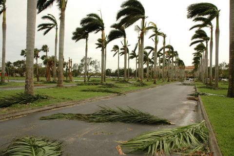 the aftermath of a cyclone with palm fronds scattered on the ground